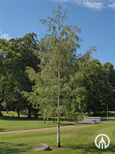 Betula pendula Crispa Bouleau de Norvège Boomkwekerijen M van