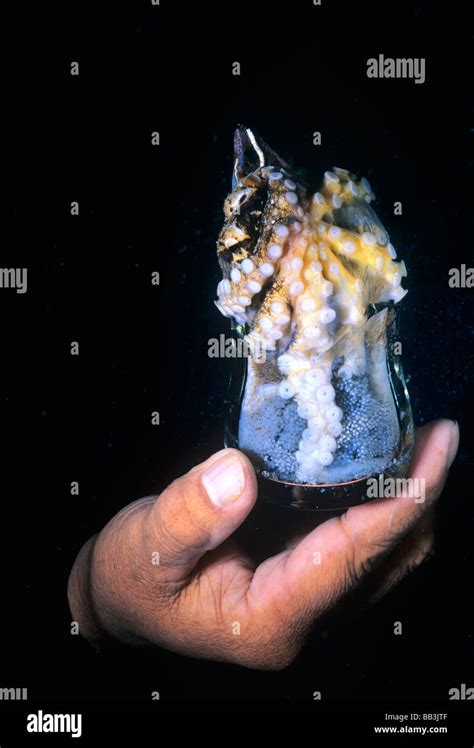 Coconut Octopus Octopus Marginatus Guarding Eggs In Broken Bottle