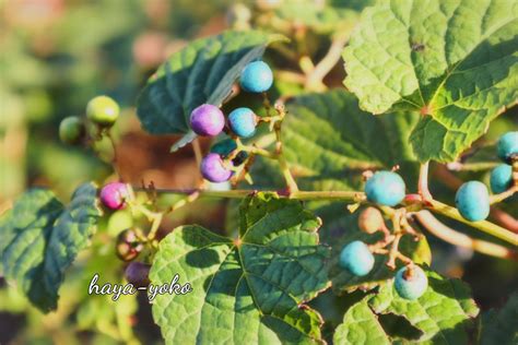 もんた🍁🐿️ On Twitter Rt Rose50prity こちらもやっと秋らしくなりました🍂 近くの公園のハナミズキの葉の紅葉