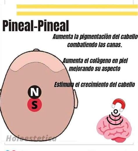 Pin De Daniela Pou En Medicina China Imanes Para Biomagnetismo