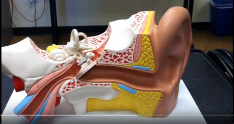 Structures Of The Outer And Middle Ear Diagram Quizlet