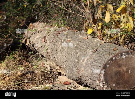 tree log stock photo alamy