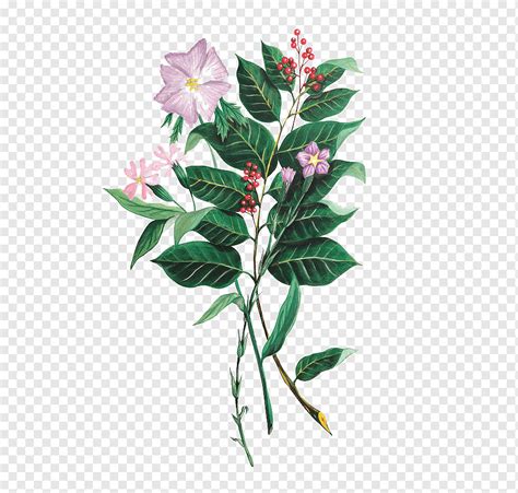 Planta Adobe Illustrator Flores Cor De Rosa Planta Herb Cea Pintado