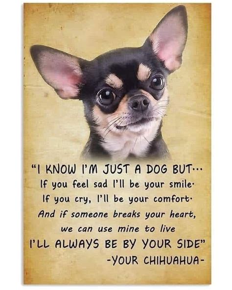 Inspirational Chihuahua Quote