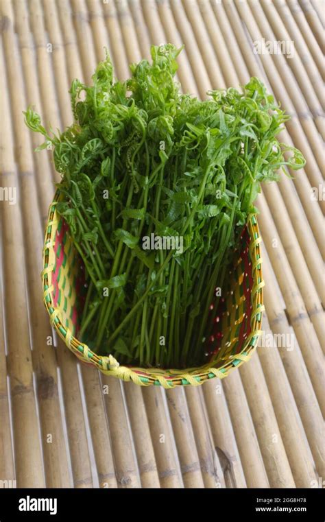 Paco Fern, Small Vegetable fern, Vegetable fern in basket Stock Photo ...