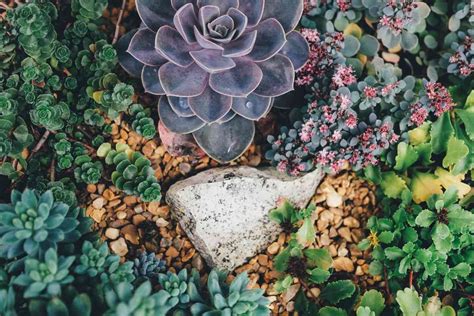 Succulent Rock Garden Ideas for Any Garden - Succulents Plant Hub