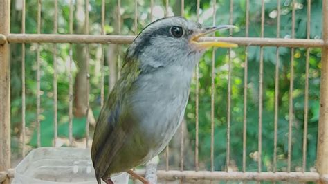 Si Mungil Bersuara T Jam Sang Burung Endemik Jawa Yang Memukau Gacor