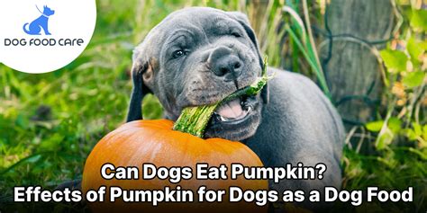 Can Dogs Eat Pumpkin Effects Of Pumpkin For Dogs As A Dog Food Dog