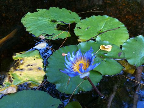 Lily Pad Flower Lily Pad Flower Lily Pads Lily