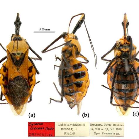 Sycanus Spp In China Lateral View Of Abdomen A Sycanus Bicolor