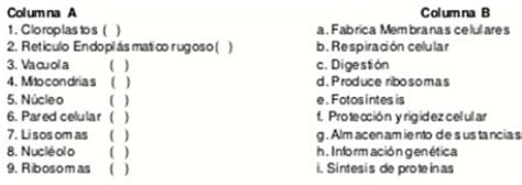 Relacionar Los Terminos De La Columna A Y B Brainly Lat