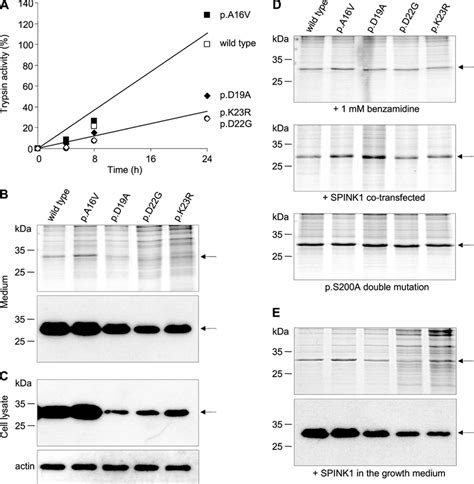 Secretion of activation peptide mutants from transiently transfected ...