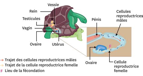 Comment Les Animaux Se Reproduisent Ils Lelivrescolaire Fr