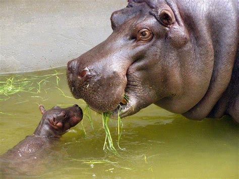 Baby Hippo Wallpapers Top Free Baby Hippo Backgrounds Wallpaperaccess