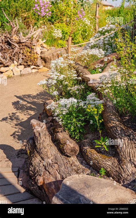 Natural garden with native plants, brushwood wall and gravel path Stock ...