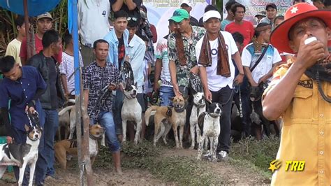 Aksi Team Porbi Kota Bawang Buru Alek Kambang Youtube