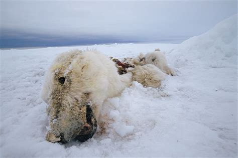 This Picture Of A Starved, Sickly Polar Bear Grabs The World’s ...