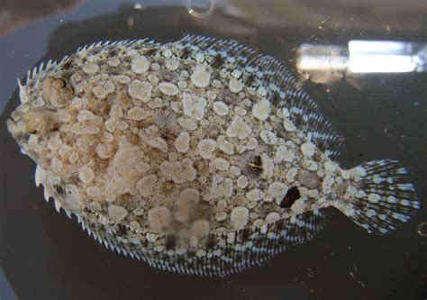 Flounder | Hartley Helmet Diving in Bermuda