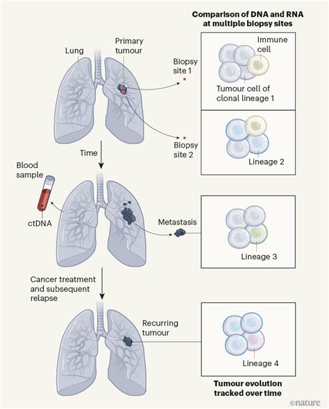 Molecular Portraits Of Lung Cancer Evolution