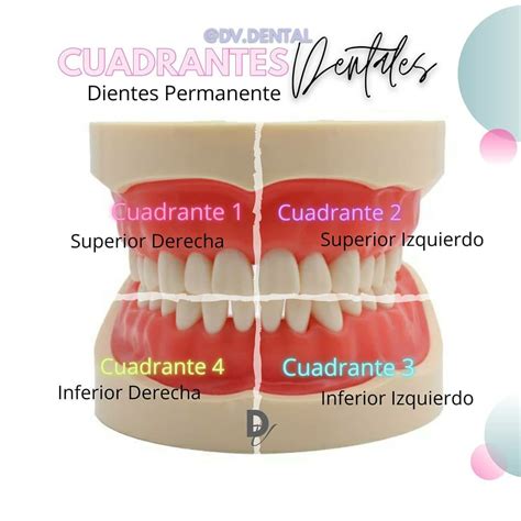 Odontologia Forense Nomenclatura Internacional Decreto De Carta Dental