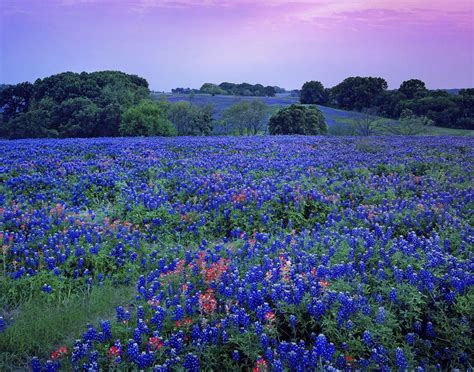 Texas Bluebonnets Wallpapers - Top Free Texas Bluebonnets Backgrounds - WallpaperAccess