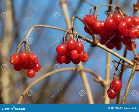 Los Manojos De Viburnum Rojo Bayas Rojas Guelder Subieron Imagen De