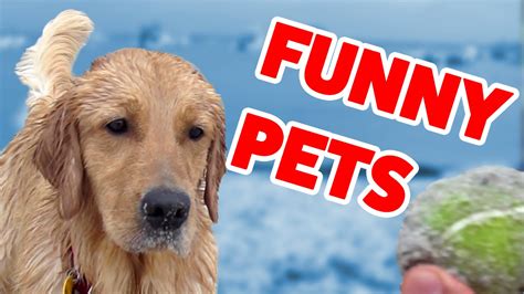 Try Not To Laugh At These Funny Pets Home Videos of 2016 Weekly ...