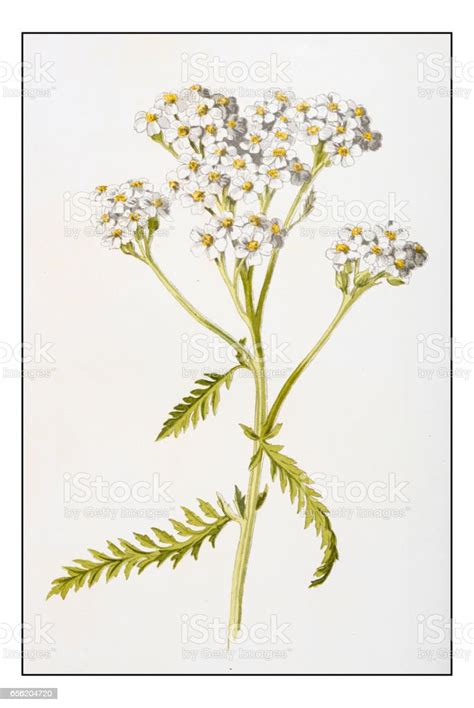 Ilustración De Antigua Ilustración De Flor De Planta Color Achillea Millefolium Y Más Vectores