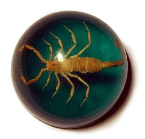 Scorpion Resin Dome Albino Insect Specimen 1960s Vintage | Etsy | Etsy vintage, Vintage, 1960s ...