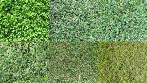 10 Best Types of Grass for Your Lawn: A Full Guide