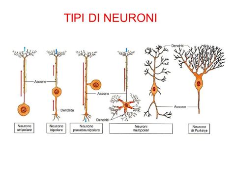 Tessuto Nervoso Le Caratteristiche Principali Microbiologia Italia