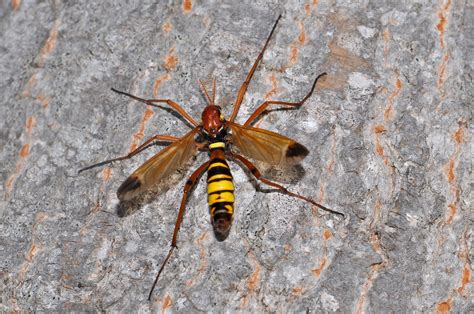 Naturebureau On Twitter Fabulous Flies There S No Mistaking This