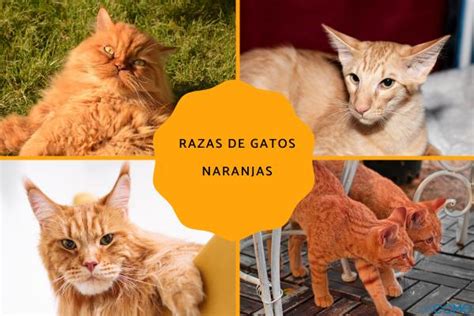 Razas De Gatos Naranjas Descubre Las Fascinantes Razas Felinas De