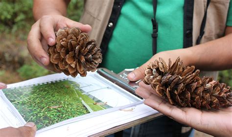 Germoplasma Forestal Comisi N Nacional Forestal Gobierno Gob Mx