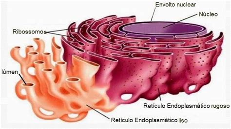 Organelas retículos endoplasmáticos e ribossomos Biologia