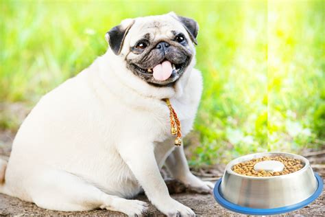 Stainless Steel Interactive Slow Feed Dog Bowl With A Silicone Base By