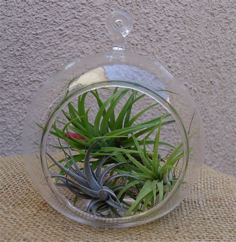 4 5 Glass Plant Orb Terrarium Kit Etsy