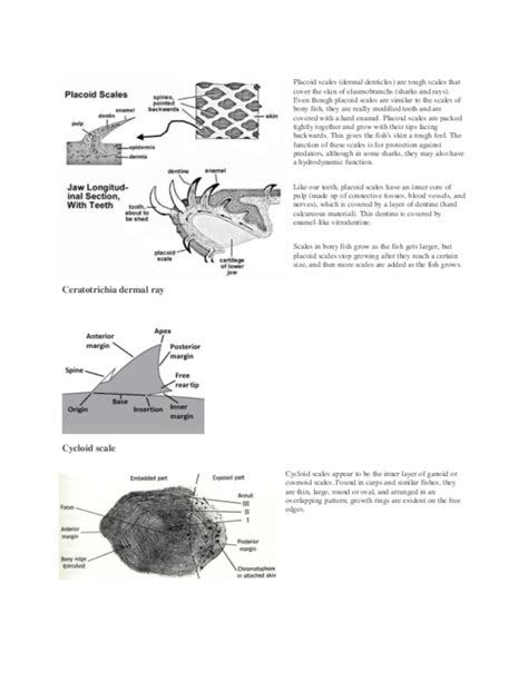 (DOC) Placoid scales | Wilfredo Salva - Academia.edu