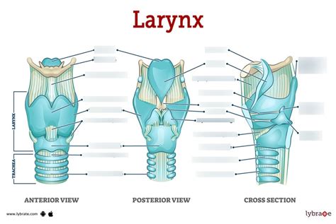 Larynx Labeling Diagram Quizlet