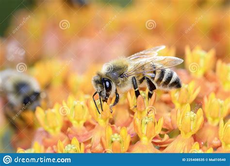 Bee Apis Mellifera Pollinates Asclepias Tuberosa Butterfly