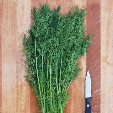 Dill, Bouquet - Organic Harvest