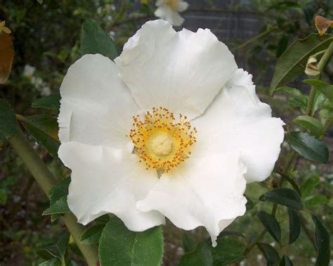 Online Plant Guide Rosa Laevigata Cherokee Rose