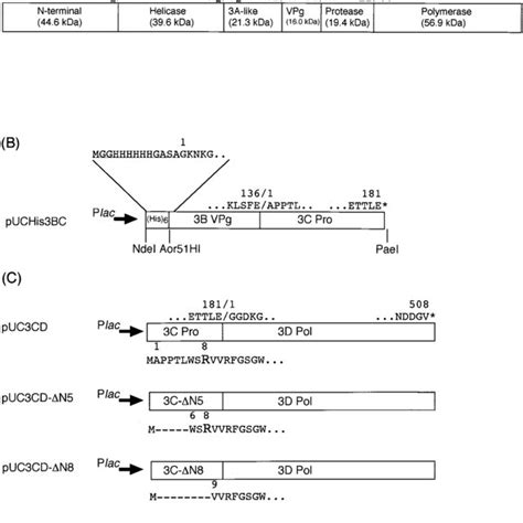 Schematic Representation Of The Chiba Virus ORF1 Polyprotein And