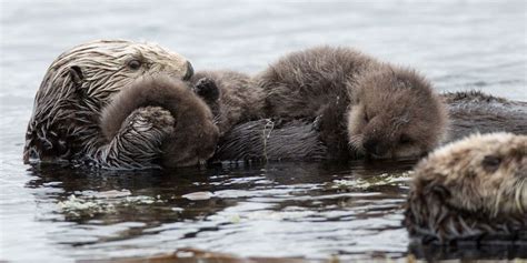 Saving Southern Sea Otters • Earthrise • Lewis & Clark