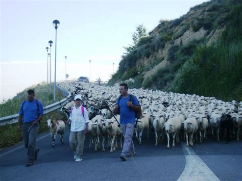 La Trashumancia En Los Monegros Os Monegros