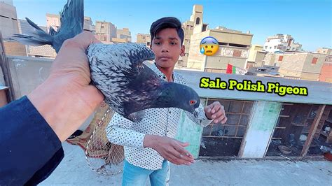 Gay S Polish Kabutar Ko Sale Kar Diya YouTube