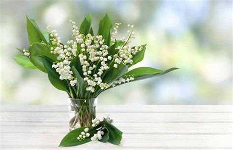 Brin De Muguet Entretien Et Conservation