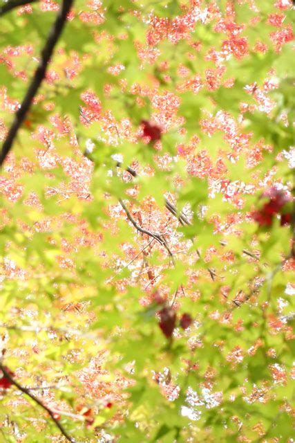 『紅葉の天龍寺、奥庭そして、奥山』 絶景 紅葉 京都 嵐山