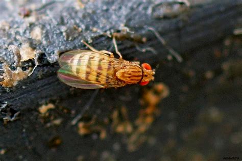 Fauna Silvestre De Hormaza Drosophila Busckii