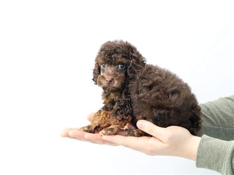 Chocolate Toy Poodle Puppies | Wow Blog